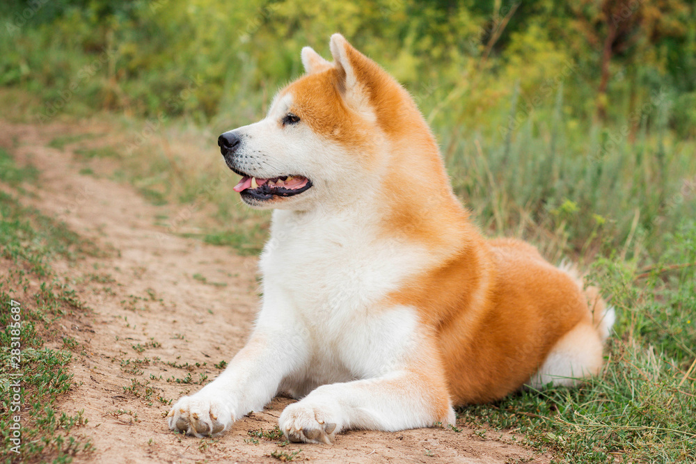 Male purebred Japanese dog Akita inu, walk in the nature