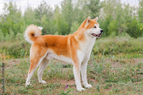 Fototapeta Naklejka Na Ścianę i Meble -  Male purebred Japanese dog Akita inu, walk in the nature