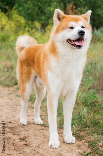 Male purebred Japanese dog Akita inu, walk in the nature
