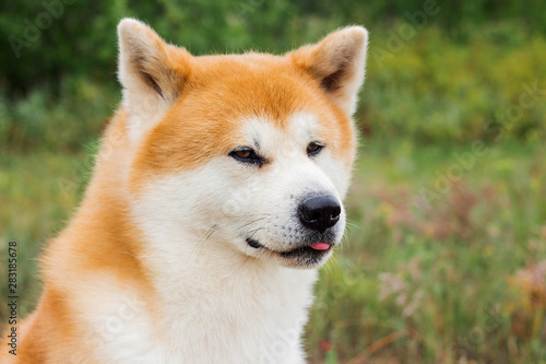 Male purebred Japanese dog Akita inu, walk in the nature