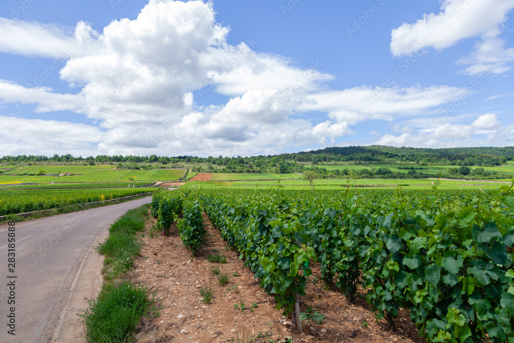 Closeup panoramic shot rows summer vineyard scenic landscape, plantation, beautiful wine grape branches, sun, limestone land. Concept autumn grapes harvest, nature agriculture background
