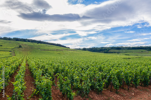 Closeup panoramic shot rows summer vineyard scenic landscape, plantation, beautiful wine grape branches, sun, limestone land. Concept autumn grapes harvest, nature agriculture background