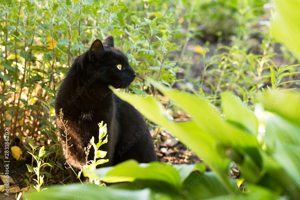 Fototapeta premium Beautiful bombay black cat in profile with yellow eyes and attentive look in green grass in nature