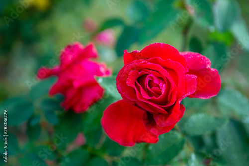 Red rose with dew drop in the garden