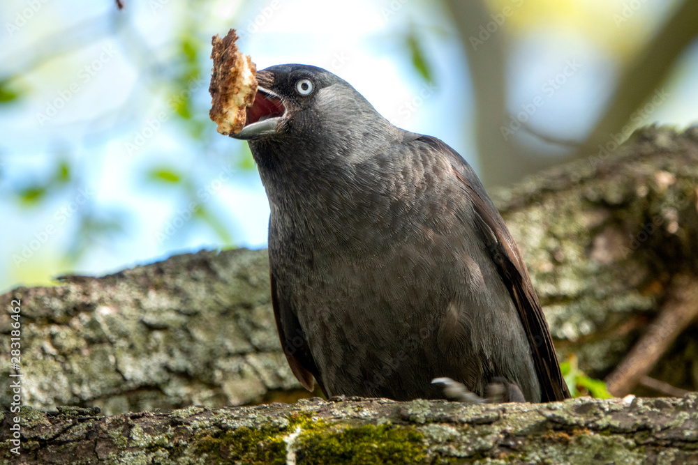 Fototapeta premium Western jackdaw
