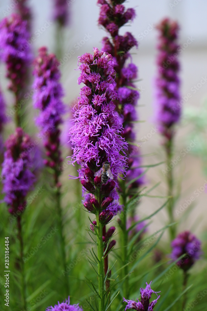 Obraz premium kwiaty ogrodowe, fioletowy kwiat, violet flower blossom