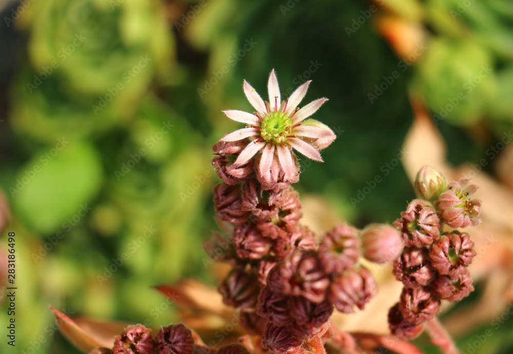 flower, blossom, daisy, kwiaty ogrodowe, succulent flower, blossom, daisy, kwiaty ogrodowe, succulent