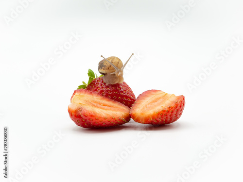 land snail crawling on a red yummy straberry isolated on white background