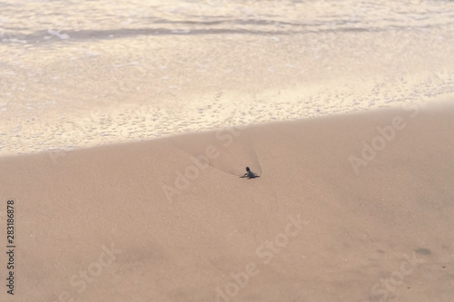 Slika na platnu Olive Ridley Sea Turtle (Lepidochelys olivacea) in Mexico, being released as par