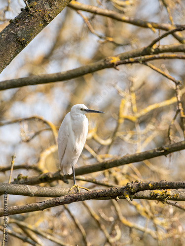 Little Egret (Egretta garzetta) perched in a tree, taken in the UK