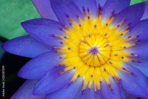 Close up of Yellow-Purple pollen Lotus flower