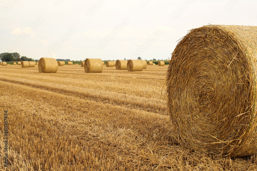 a round straw bale closeup in a field with straw bales in zeeland, holland in summer