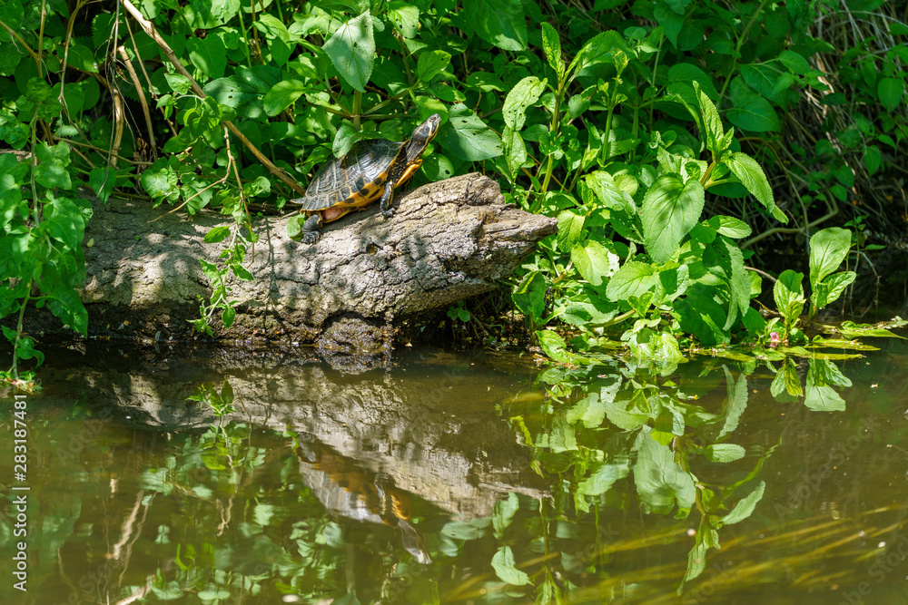 A naturalised Terrapin (Malaclemys terrapin) turtle in a river near Twickenham, UK.