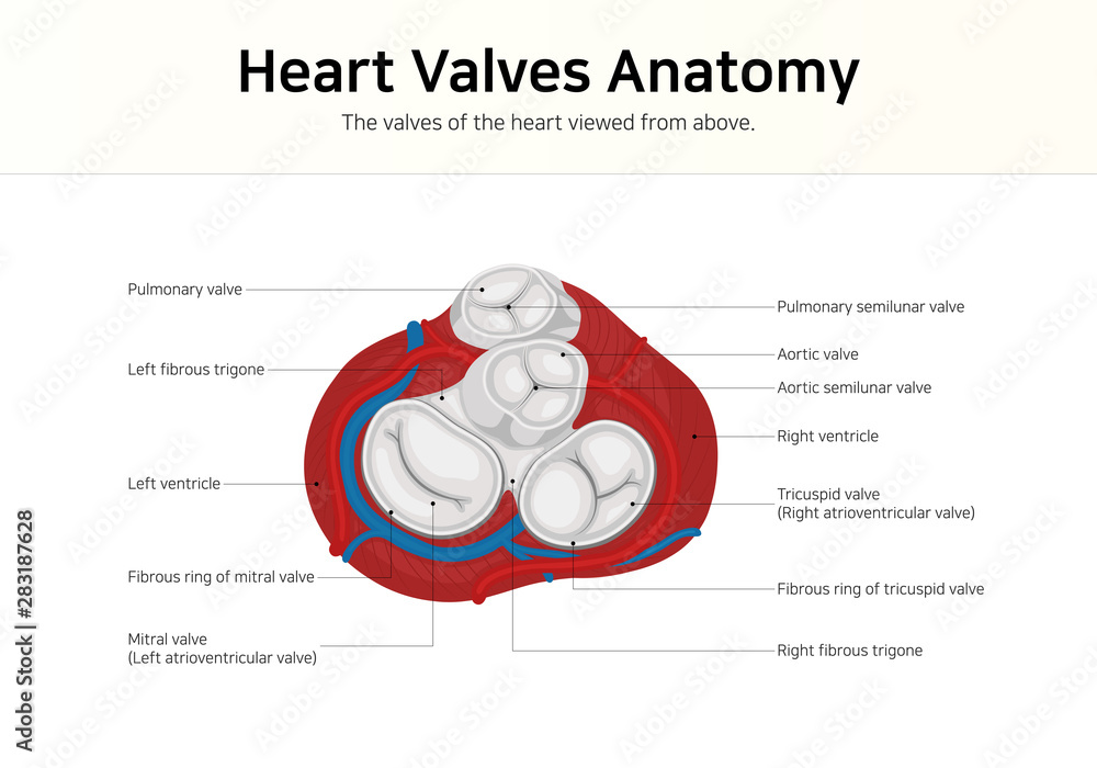 Heart Valves Anatomy. The valves of the heart viewed from above. Stock