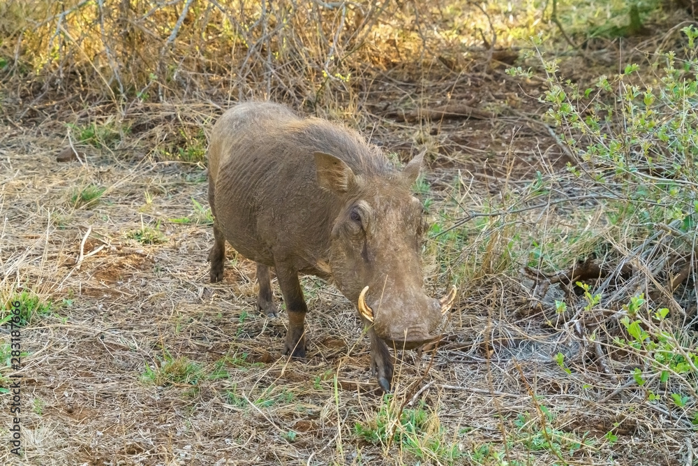 Warthog (Phacochoerus africanus), taken in South Africa Warthog (Phacochoerus africanus), taken in South Africa