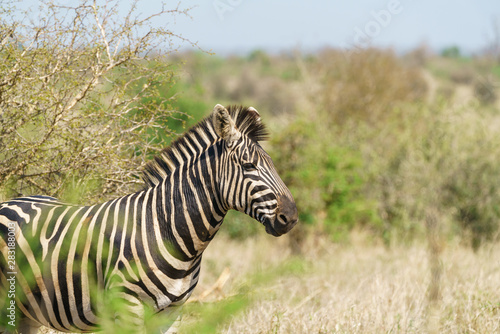 Zebra  Equus quagga   taken in South Africa