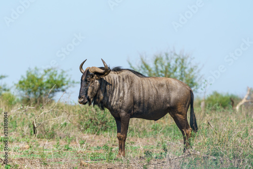 Fototapeta Naklejka Na Ścianę i Meble -  Blue wildebeest (Connochaetes taurinus) in South Africa