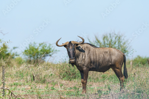 Blue wildebeest  Connochaetes taurinus  in South Africa