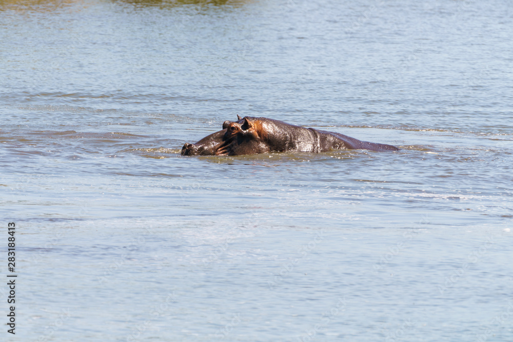 Hippopotamus (Hippopotamus amphibius) in South Africa