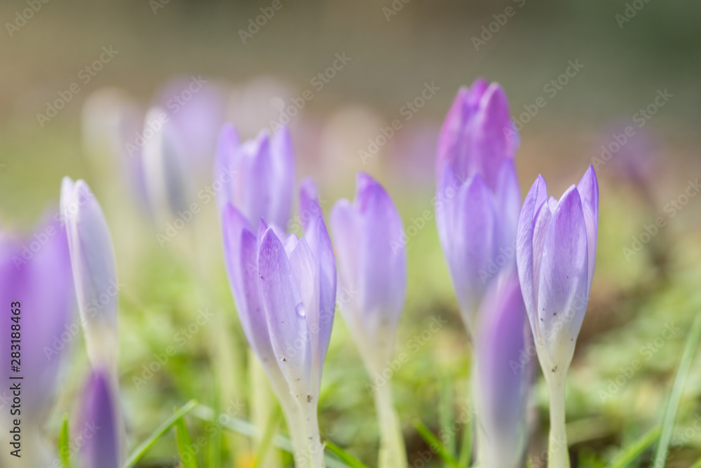 Vibrant soft lilac purple spring crocusses in early morning sunlight