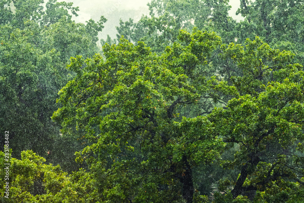 Heavy pouring rain over green tropical forest trees. Rainstorm downpour autumn weather