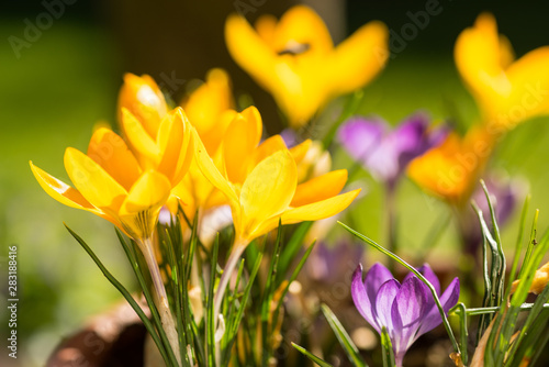 Vibrant yellow and purple spring crocusses in early morning sunlight photo