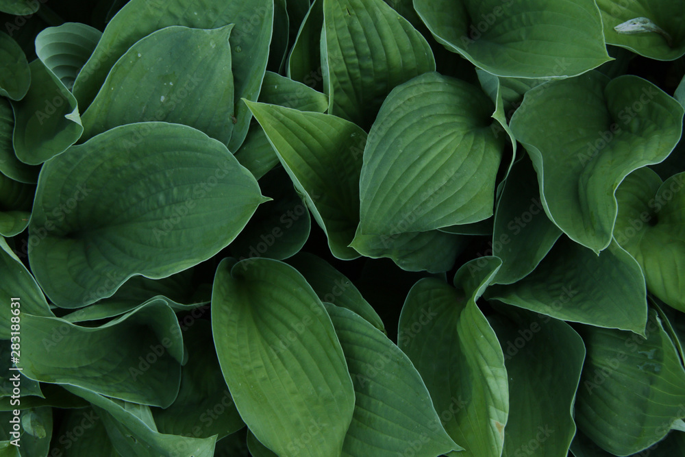 Obraz premium fresh green leafs background close up