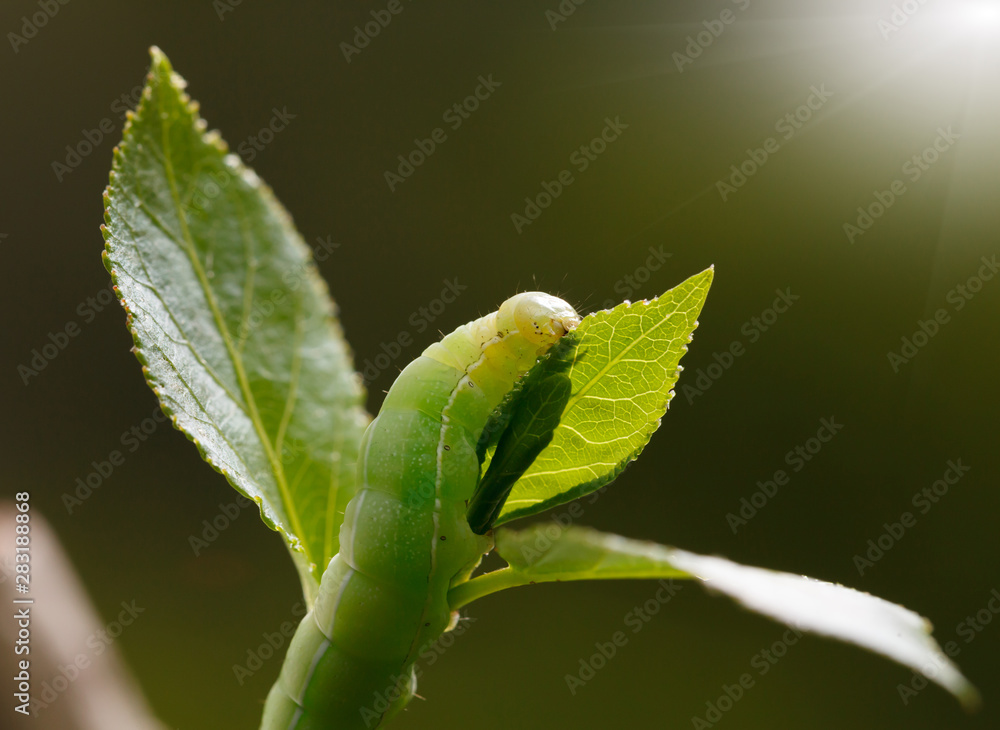 Caterpillar macro portrait Caterpillar macro portrait