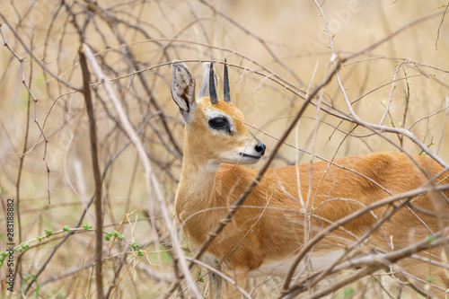 Fototapeta Naklejka Na Ścianę i Meble -  Steenbok (Raphicerus campestris) taken in South Africa