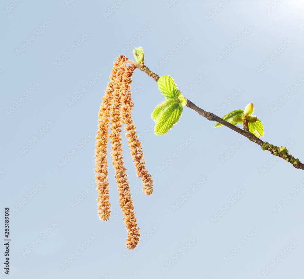 Naklejka premium Tree catkins on twig