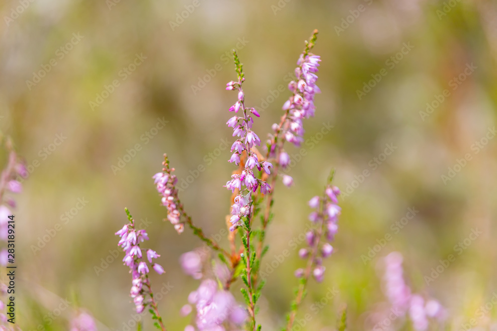 Naklejka premium Heathers, Kashubia Poland