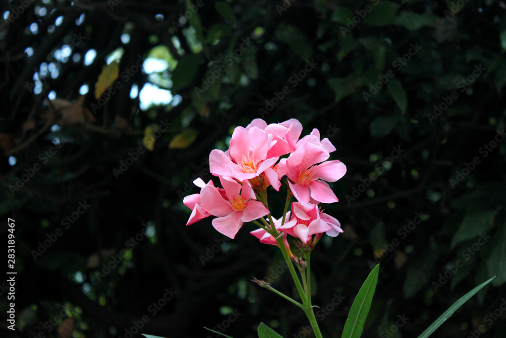 Pink rhododendron flower on a dark background