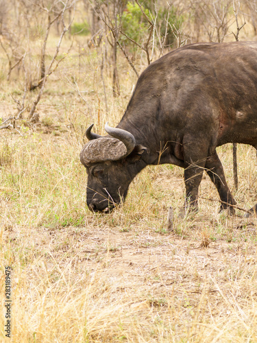 African Buffalo (Syncerus caffer)