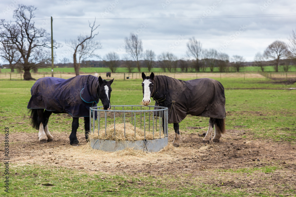 2 horses in a field grazing off hay in the Suffolk countryside. They are looking at the camera and wearing coats to keep them warm