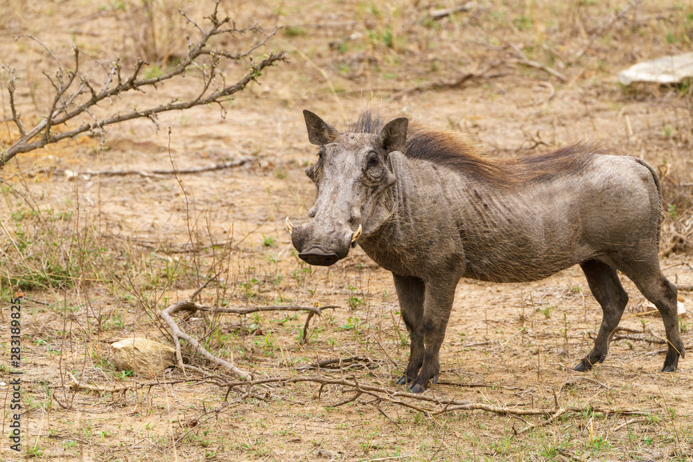 Warthog (Phacochoerus africanus), taken in South Africa Warthog (Phacochoerus africanus), taken in South Africa
