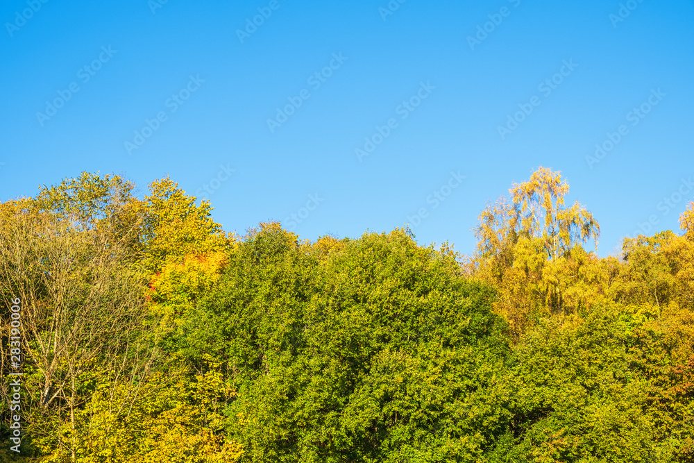 Deciduous trees with autumn colors with a blue sky