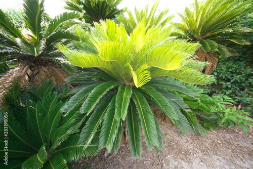 Amami,Japan-June 16, 2019: Field of Cycas revoluta or Fern Palm or Sago Palm at Cape Ayamaru in Amami Oshima island photo