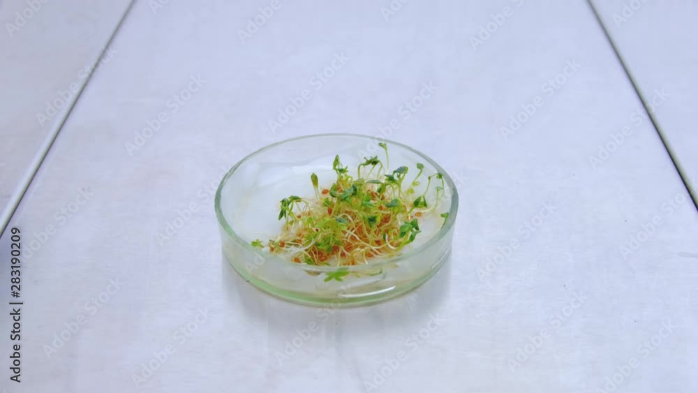 A scientist opens a cup of petri dishes with a young salad. Experimental salad seedlings in a petri dish. A scientist opens a cup of petri dishes with a young salad. Experimental salad seedlings in a petri dish.