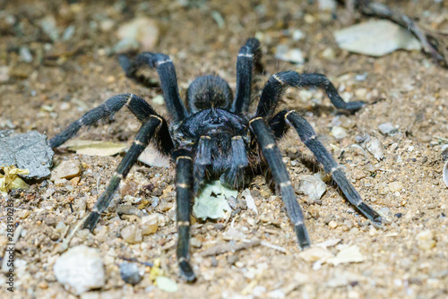 Baboon spider (Brachionopus robustus) in South Africa