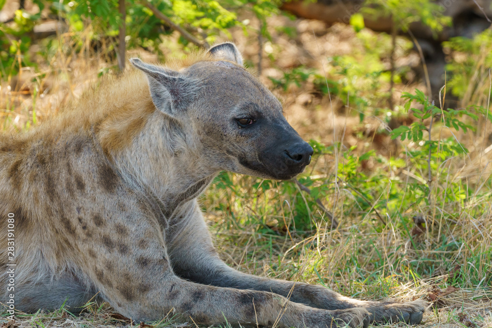 Obraz premium Spotted Hyena (Crocuta crocuta)
