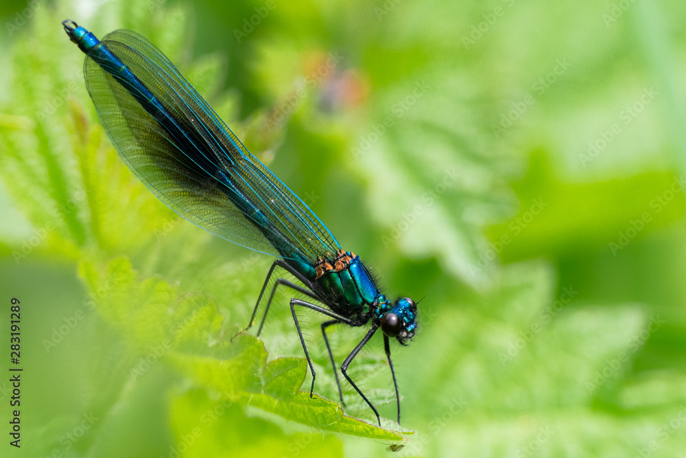 banded demoiselle (Calopteryx splendens) species of damselfly feeding on a leaf banded demoiselle (Calopteryx splendens) species of damselfly feeding on a leaf
