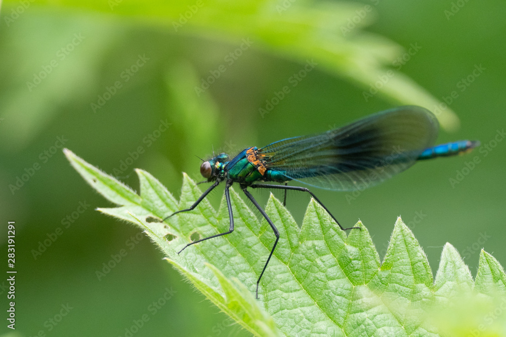 banded demoiselle (Calopteryx splendens) damselfly on a leaf by the side of the river banded demoiselle (Calopteryx splendens) damselfly on a leaf by the side of the river