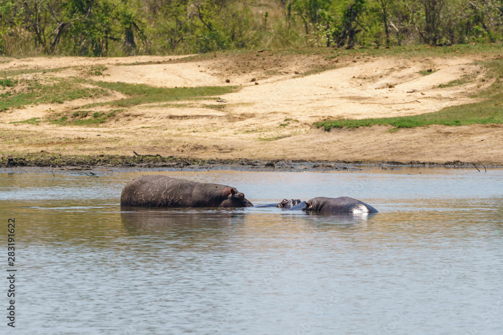 Hippopotamus (Hippopotamus amphibius) in South Africa Hippopotamus (Hippopotamus amphibius) in South Africa