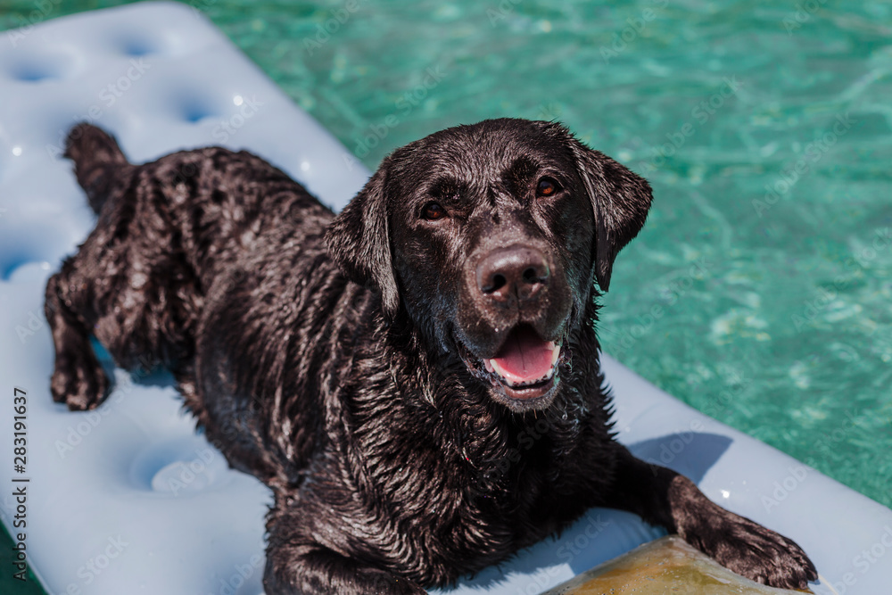 funny black labrador lying on an inflatable pad and relaxing at the swimming pool. Holidays, relax and vacation with dogs concept funny black labrador lying on an inflatable pad and relaxing at the swimming pool. Holidays, relax and vacation with dogs concept