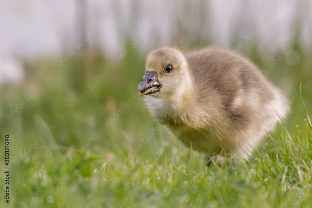 soft focus shot of a young goose chick gosling green background soft focus shot of a young goose chick gosling green background