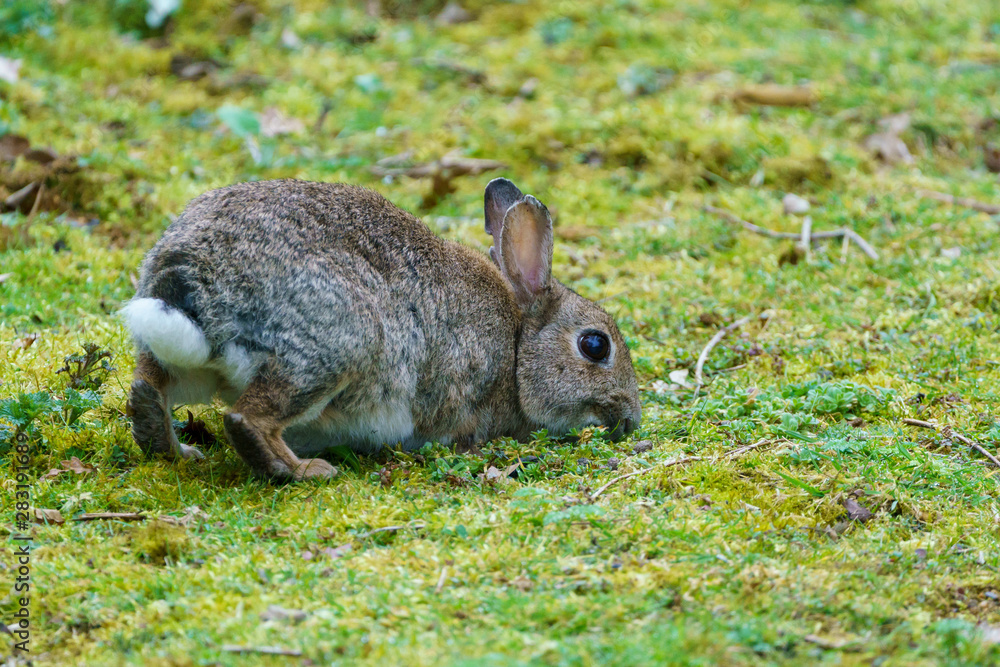 European Rabbit (Oryctolagus cuniculus) European Rabbit (Oryctolagus cuniculus)