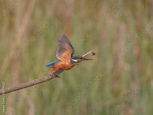 Female Eursian Kingfisher  [Alcedo atthis] taking flight from  a branch on the river bank fishing