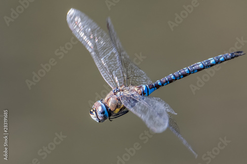 In Flight migrant hawker ( Aeshna mixta) is one of the smaller species of hawker dragonflies