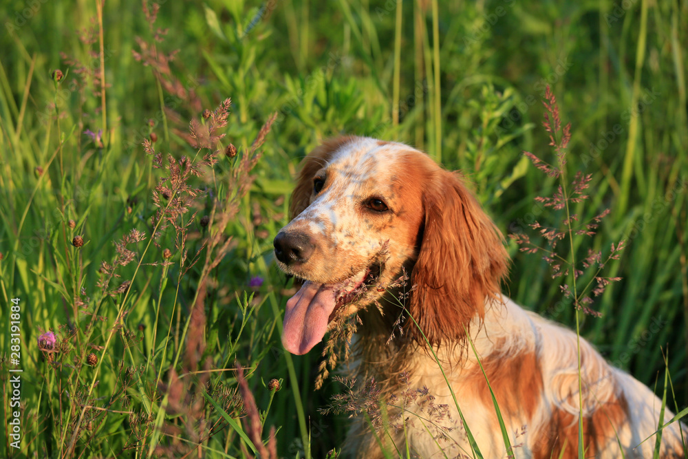 Obraz premium Portrait of a dog breed Russian hunting spaniel in nature in the field