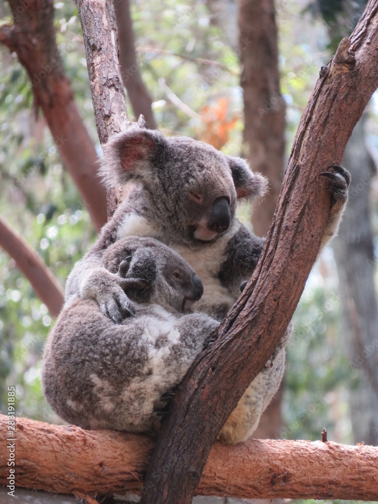 Obraz premium Koala